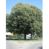 TILIA tomentosa