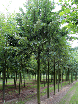 TILIA tomentosa