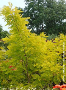 ROBINIA pseudoacacia FRISIA