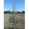 EUCALYPTUS gunnii En pot de 15-20 litres forme baliveau