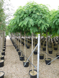 ROBINIA pseudoacacia UMBRACULIFERA En pot de 30-35 litres forme tige hauteur du tronc 180-200 cm