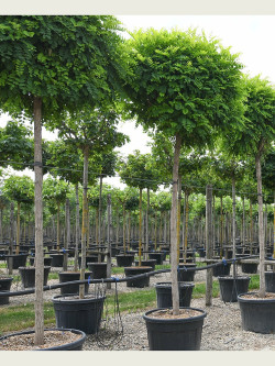 ROBINIA pseudoacacia UMBRACULIFERA En pot de 70-90 litres forme tige hauteur du tronc 180-200 cm