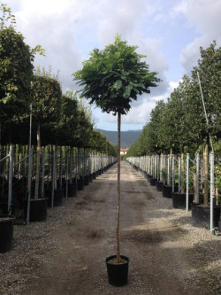 ROBINIA pseudoacacia UMBRACULIFERA En pot de 15-20 litres forme tige hauteur du tronc 180-200 cm