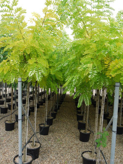 ROBINIA pseudoacacia FRISIA En pot de 35-50 litres forme tige hauteur du tronc 180-200 cm