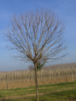 ROBINIA pseudoacacia UMBRACULIFERA