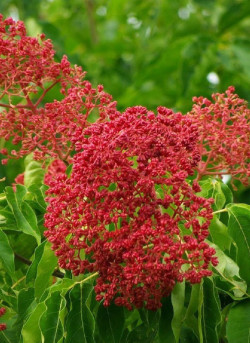 EUODIA daniellii ou Tetradium daniellii var. hupehensis