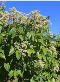 EUODIA daniellii ou Tetradium daniellii var. hupehensis