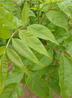 EUODIA daniellii ou Tetradium daniellii var. hupehensis