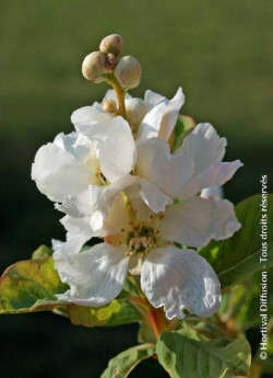 EXOCHORDA serratifolia SNOW WHITE