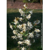 EXOCHORDA serratifolia SNOW WHITE