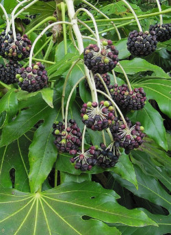 FATSIA japonica ou sieboldii