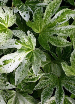 FATSIA japonica SPIDER WEB