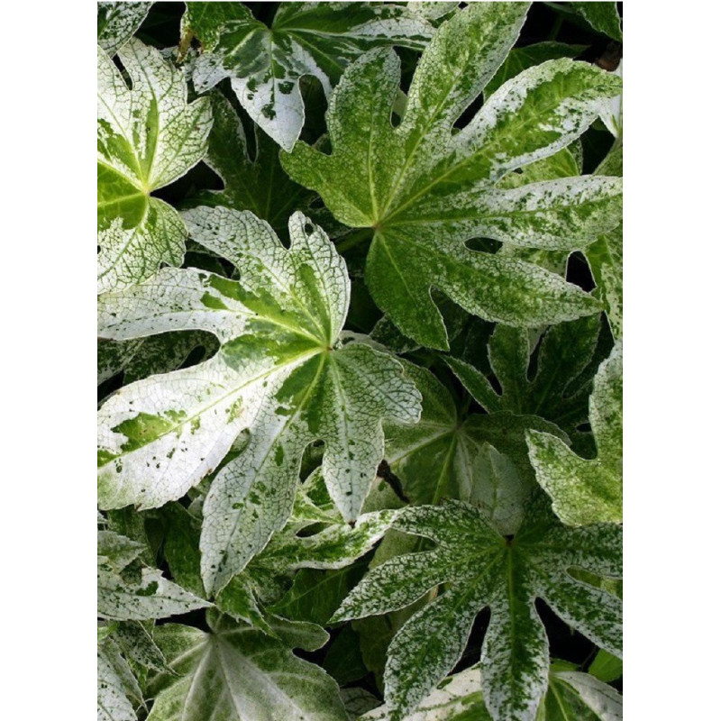 FATSIA japonica SPIDER WEB