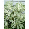 FATSIA japonica SPIDER WEB