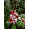 FEIJOA sellowiana