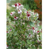 FEIJOA sellowiana