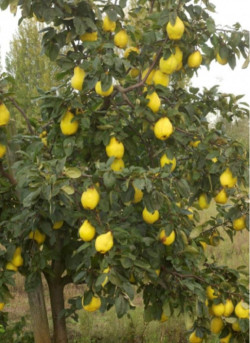 COGNASSIER GÉANT DE VRANJA