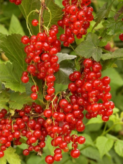 GROSEILLIER À GRAPPES JONKHEER VAN TETS