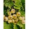 GROSEILLIER À GRAPPES VERSALLAISE BLANCHE