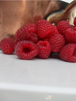 FRAMBOISIER MARASTAR