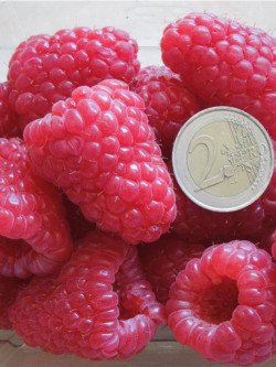 FRAMBOISIER VERSAILLES