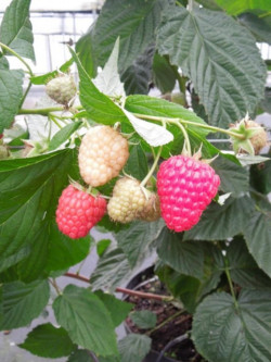 FRAMBOISIER VERSAILLES