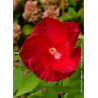 HIBISCUS moscheutos ROUGE