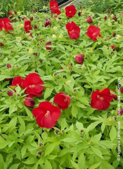 HIBISCUS moscheutos ROUGE