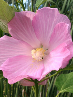 HIBISCUS moscheutos ROSE