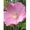 HIBISCUS moscheutos ROSE