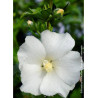 HIBISCUS syriacus ELEONORE cov