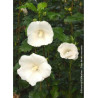 HIBISCUS syriacus ELEONORE cov