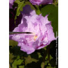 HIBISCUS syriacus LAVENDER CHIFFON