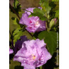 HIBISCUS syriacus LAVENDER CHIFFON