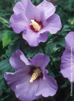 HIBISCUS syriacus MARINA