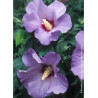 HIBISCUS syriacus MARINA