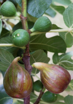 FIGUIER MADELEINE DES DEUX SAISONS
