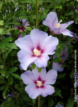 HIBISCUS syriacus OISEAU BLEU