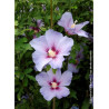 HIBISCUS syriacus OISEAU BLEU
