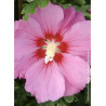 HIBISCUS syriacus PINK GIANT