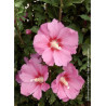 HIBISCUS syriacus PINK GIANT