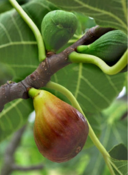 FIGUIER MADELEINE DES DEUX SAISONS
