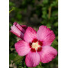 HIBISCUS syriacus WOODBRIDGE