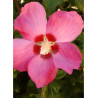HIBISCUS syriacus WOODBRIDGE