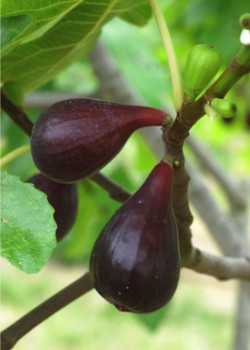 FIGUIER MADELEINE DES DEUX SAISONS