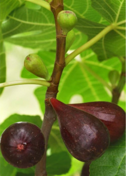 FIGUIER MADELEINE DES DEUX SAISONS