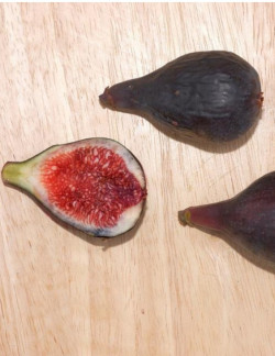 FIGUIER MADELEINE DES DEUX SAISONS