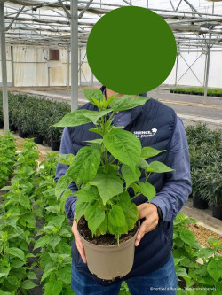 HIBISCUS moscheutos ROUGE En pot de 4-5 litres