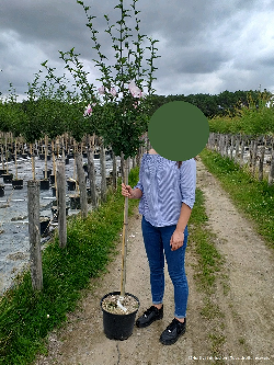 HIBISCUS syriacus En pot de 10-12 litres forme tige hauteur du tronc 110-130 cm