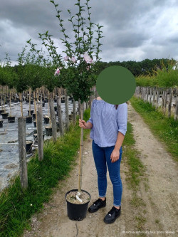 HIBISCUS syriacus En pot de 10-12 litres forme tige hauteur du tronc 110-130 cm